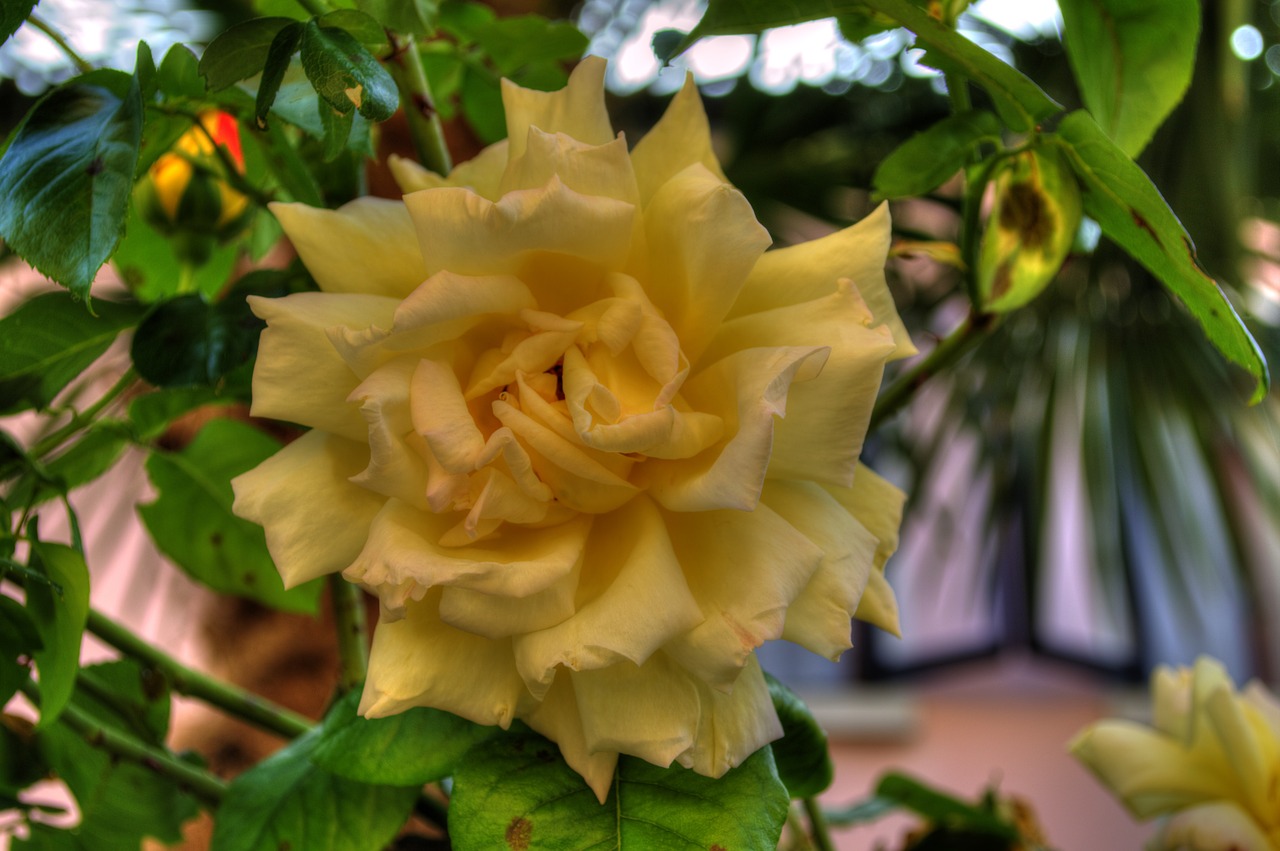 flower rose bloom free photo