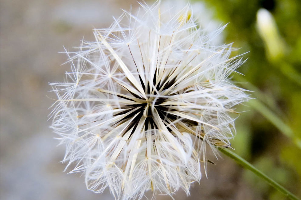 flower close macro free photo