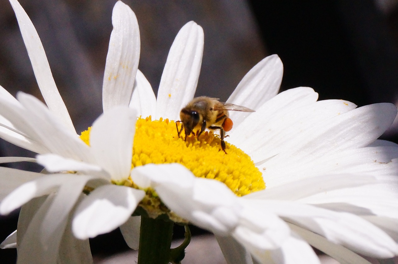 flower bee insect free photo