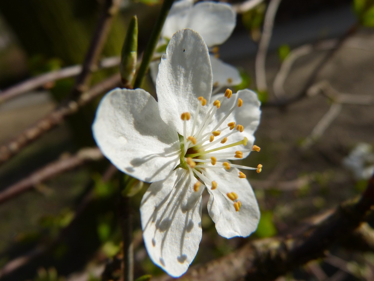 blossom bloom cherry blossom free photo