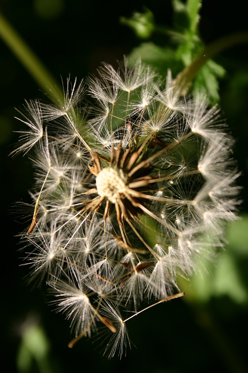 flower dandelion seeds free photo