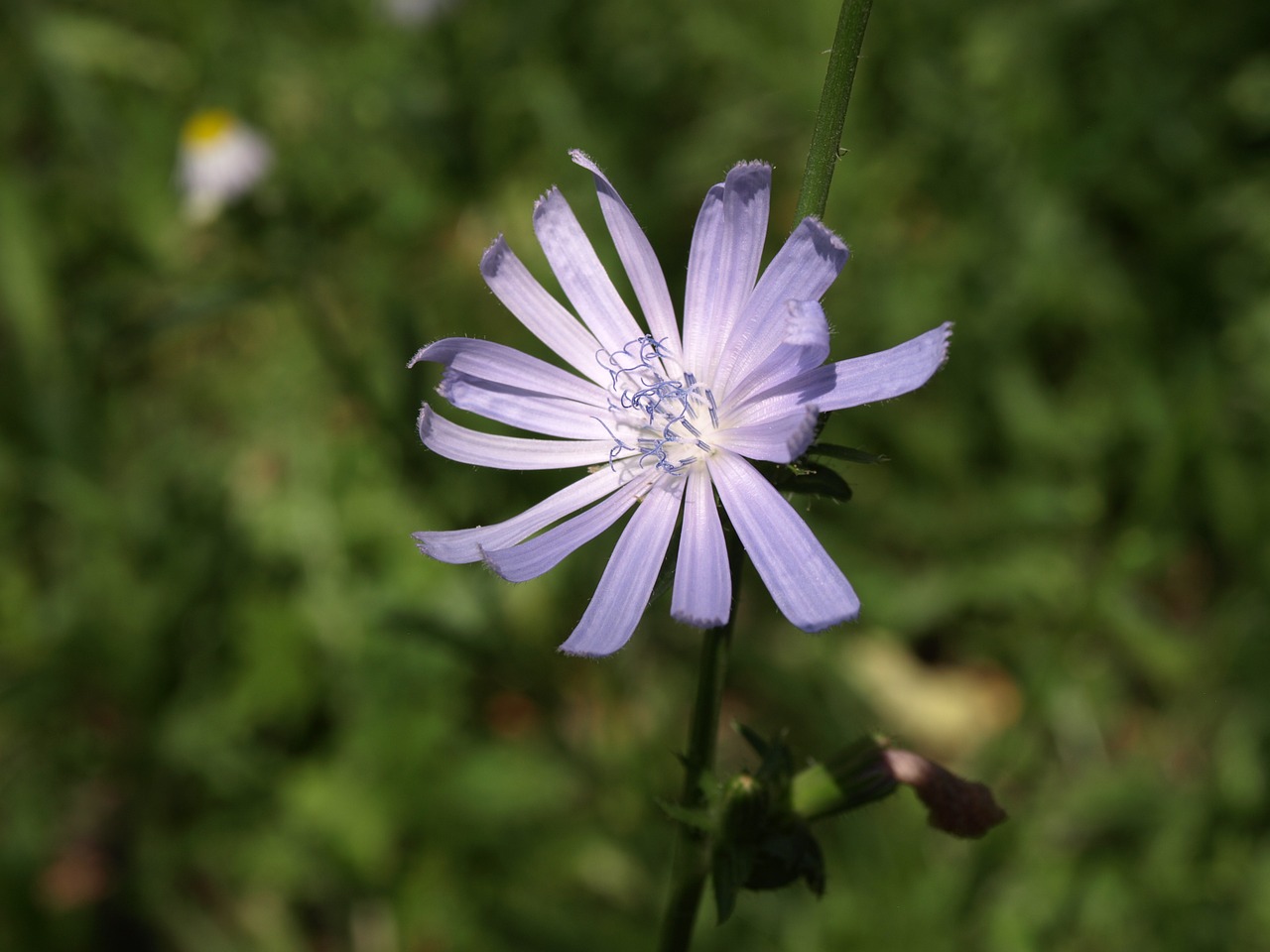 flower nature summer free photo