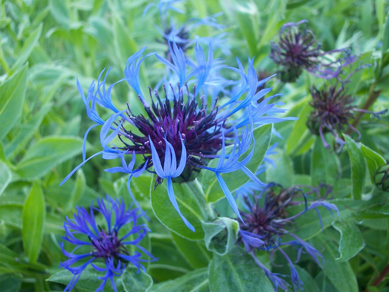 flower cornflower blue free photo