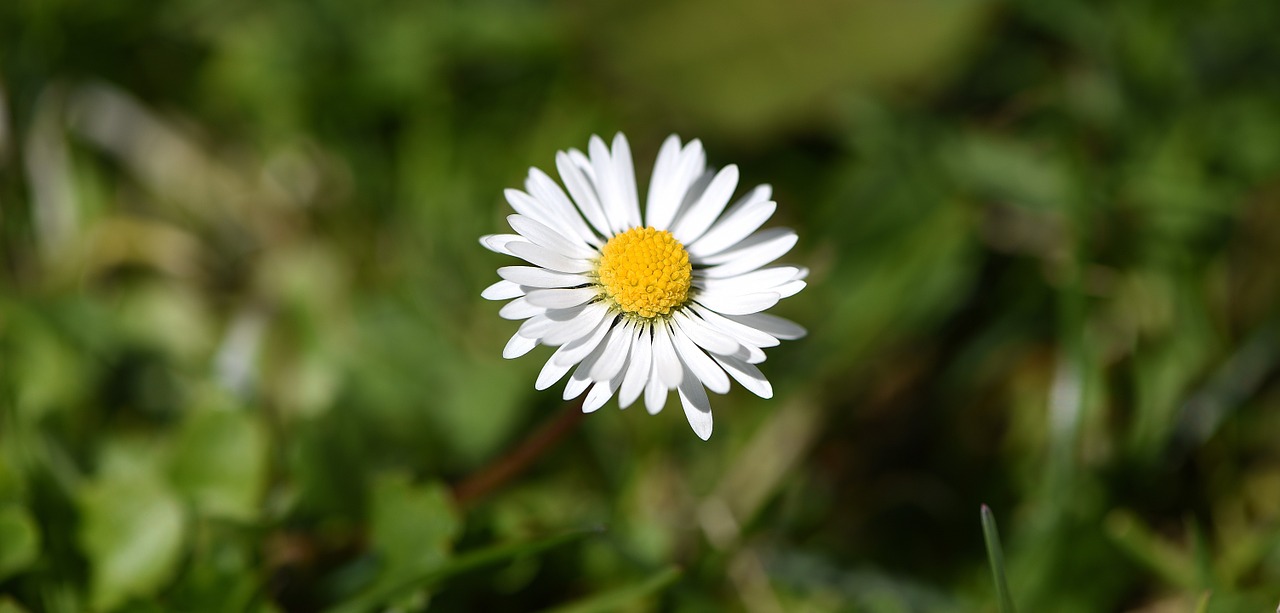 flower blossom bloom free photo