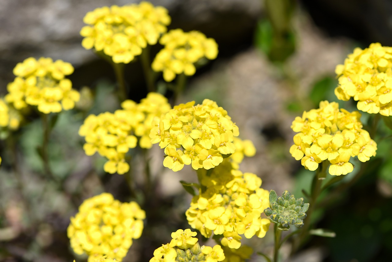 flower yellow spring flower free photo