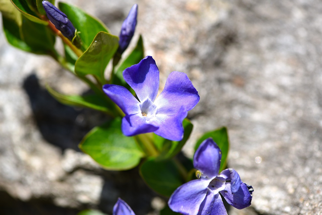 flower plant blue free photo