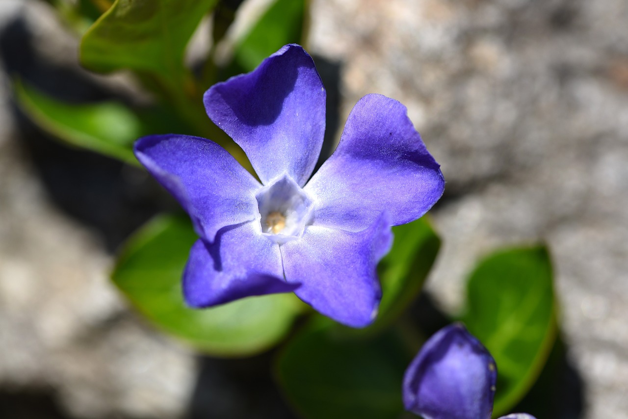 flower plant blue free photo