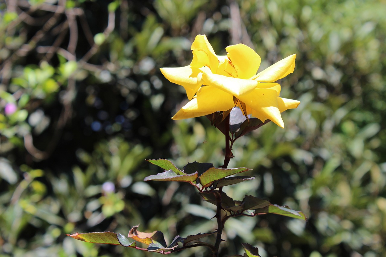 flower macro rosa free photo