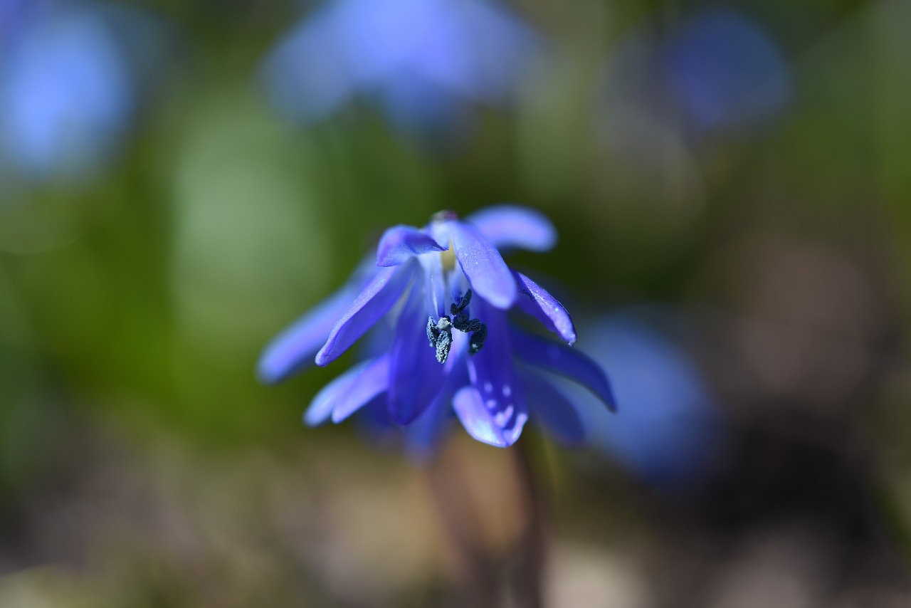 flower plant blossom free photo