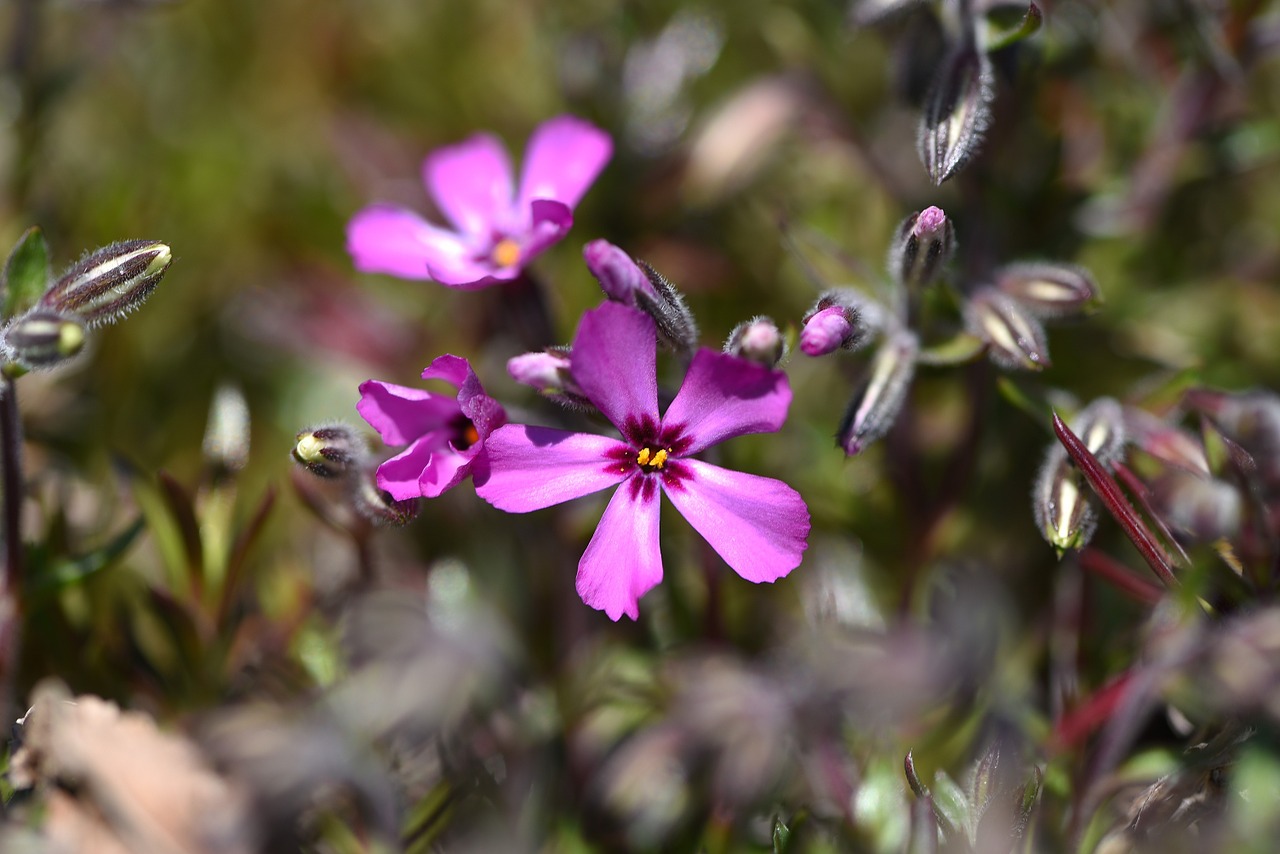 flower garden spring free photo