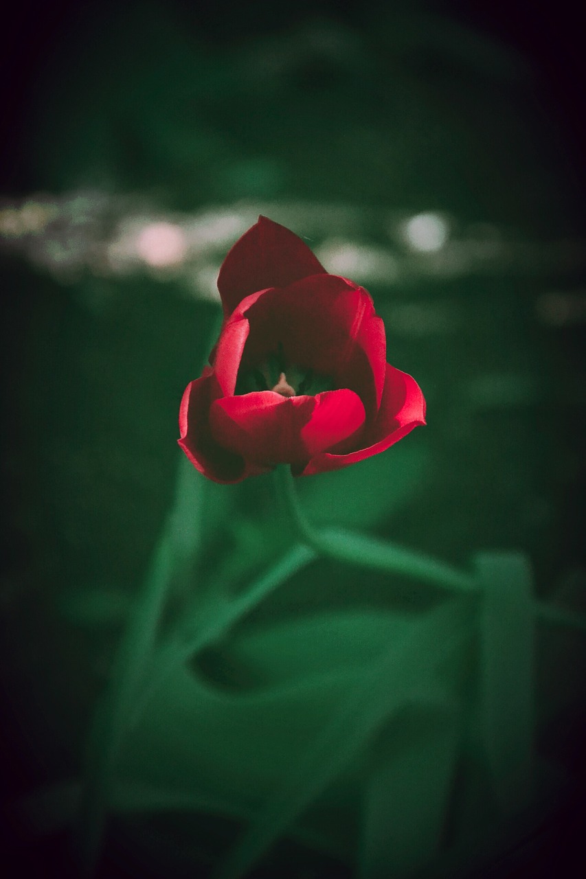 flower red macro free photo