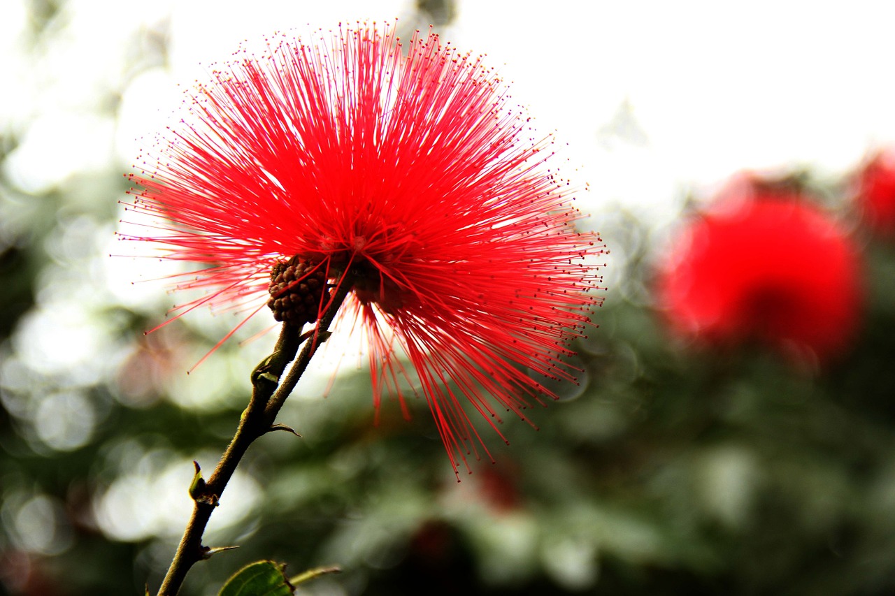 flower red plant free photo