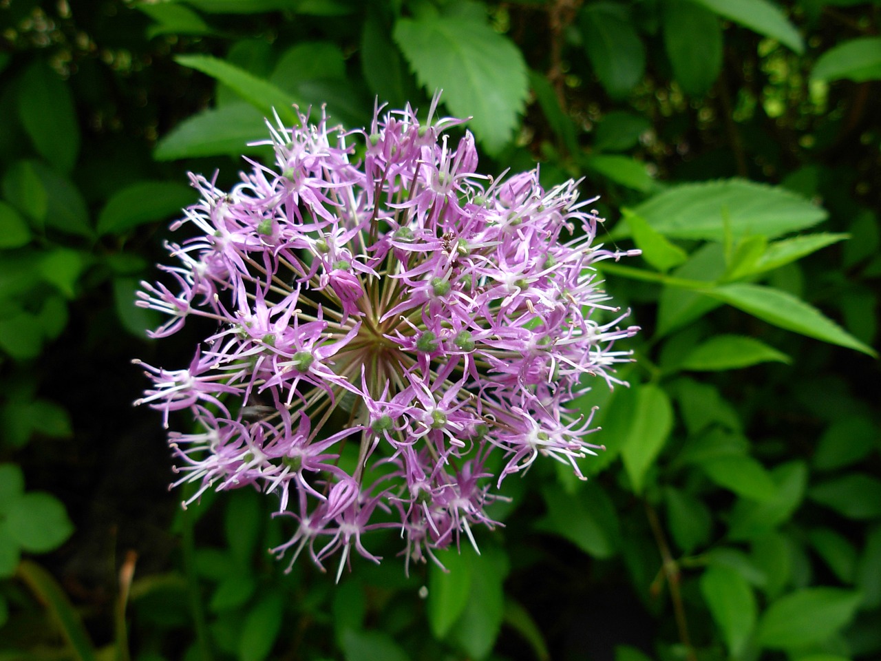 flower flowering shrub blossom free photo