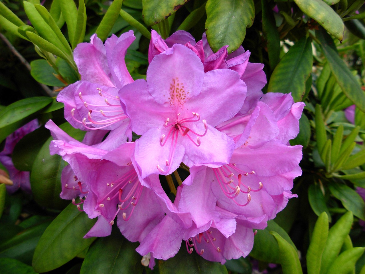 blossom bloom flowering shrub free photo