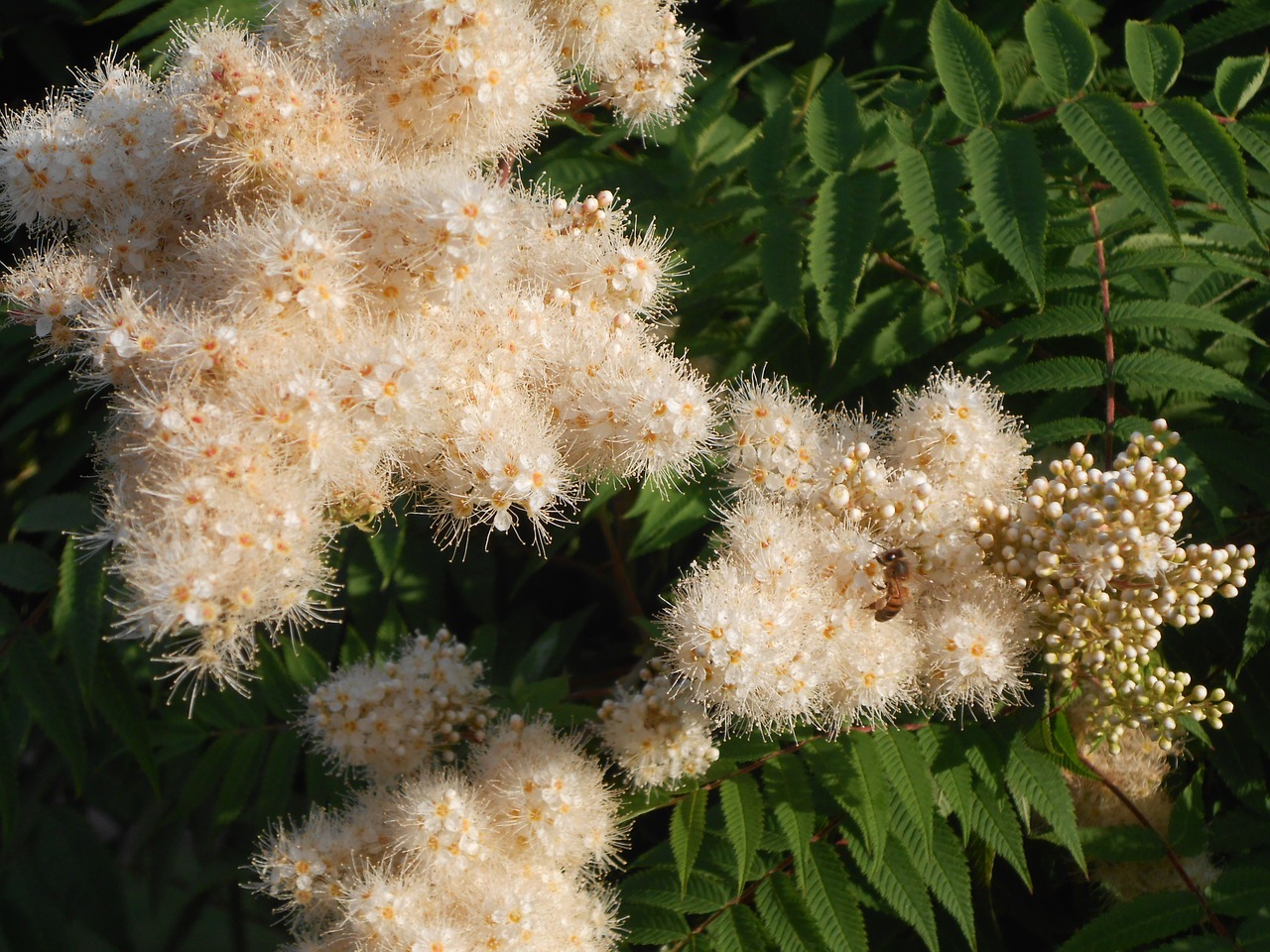 flower bee garden free photo