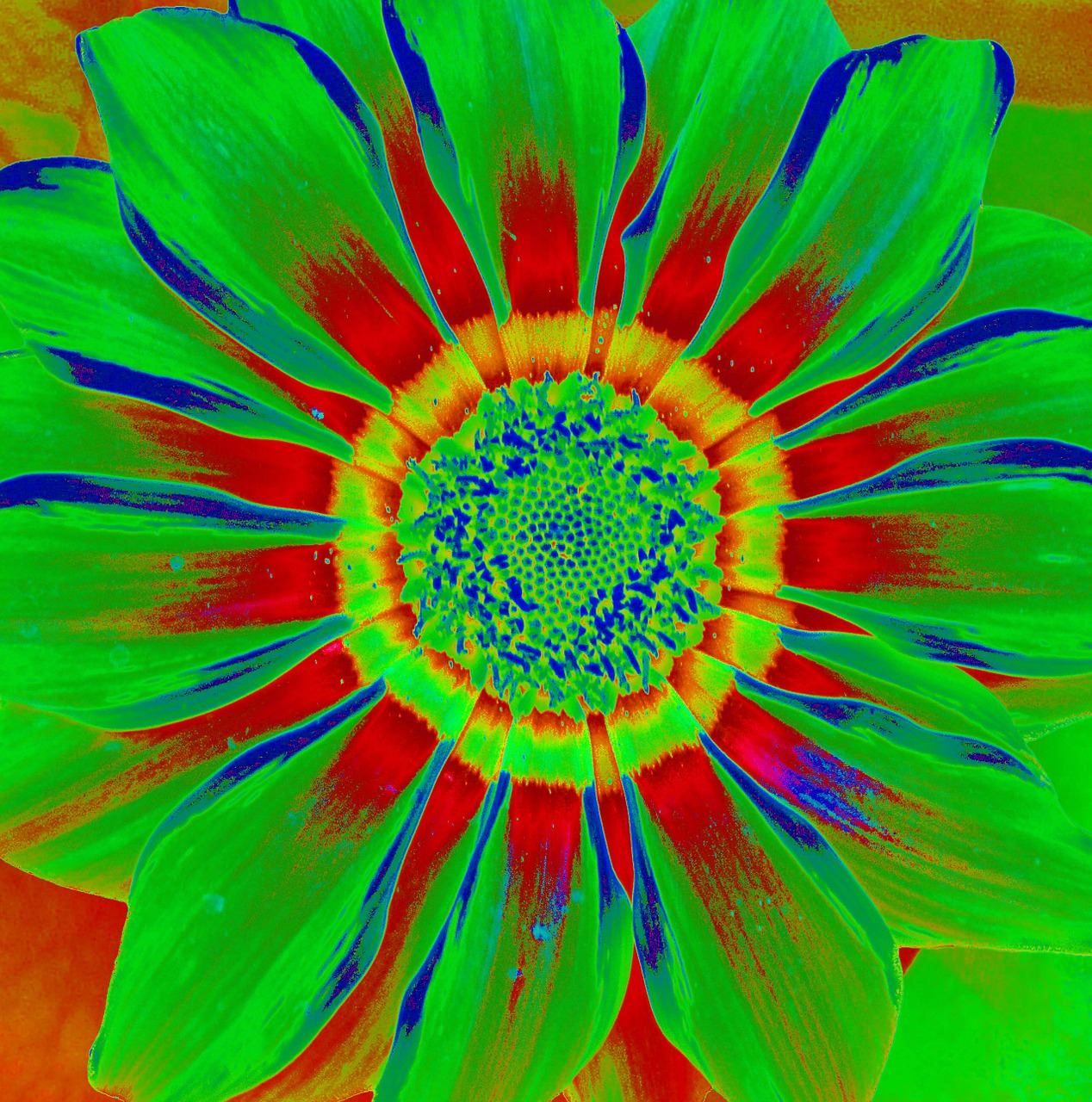 flower graphic bright free photo