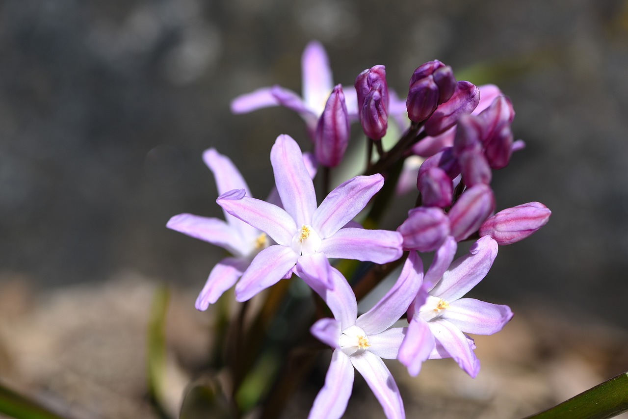 flower blossom bloom free photo