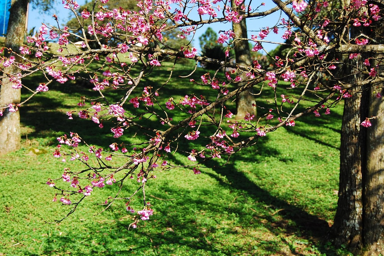 flower cherry spring free photo