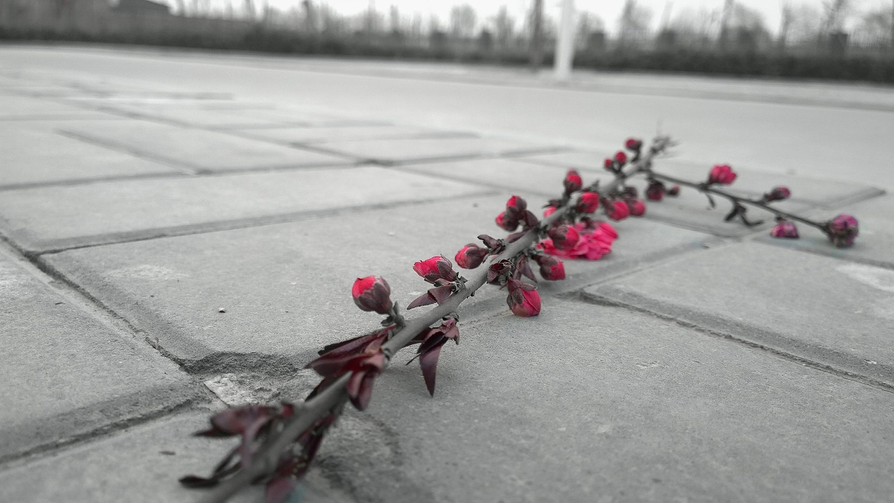 Flower,broken branch,branch,roadside,abandoned - free image from ...