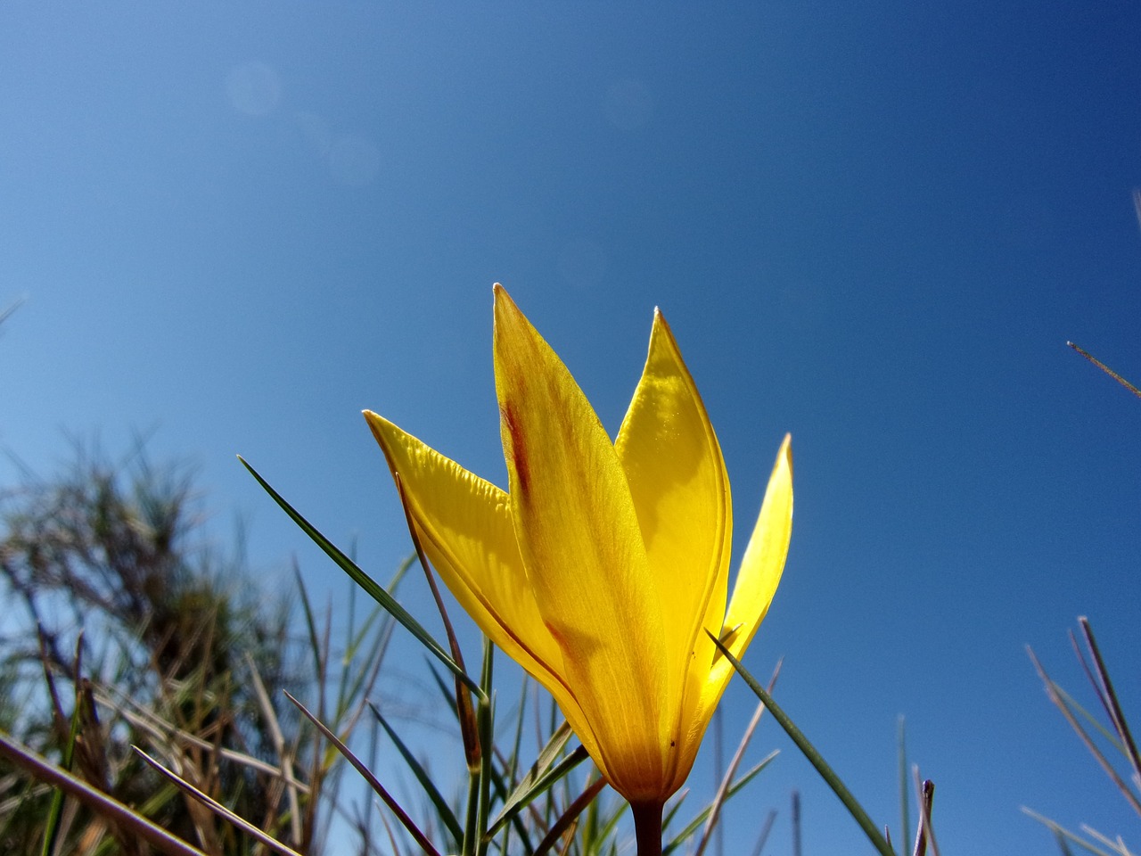 flower tulip wild free photo