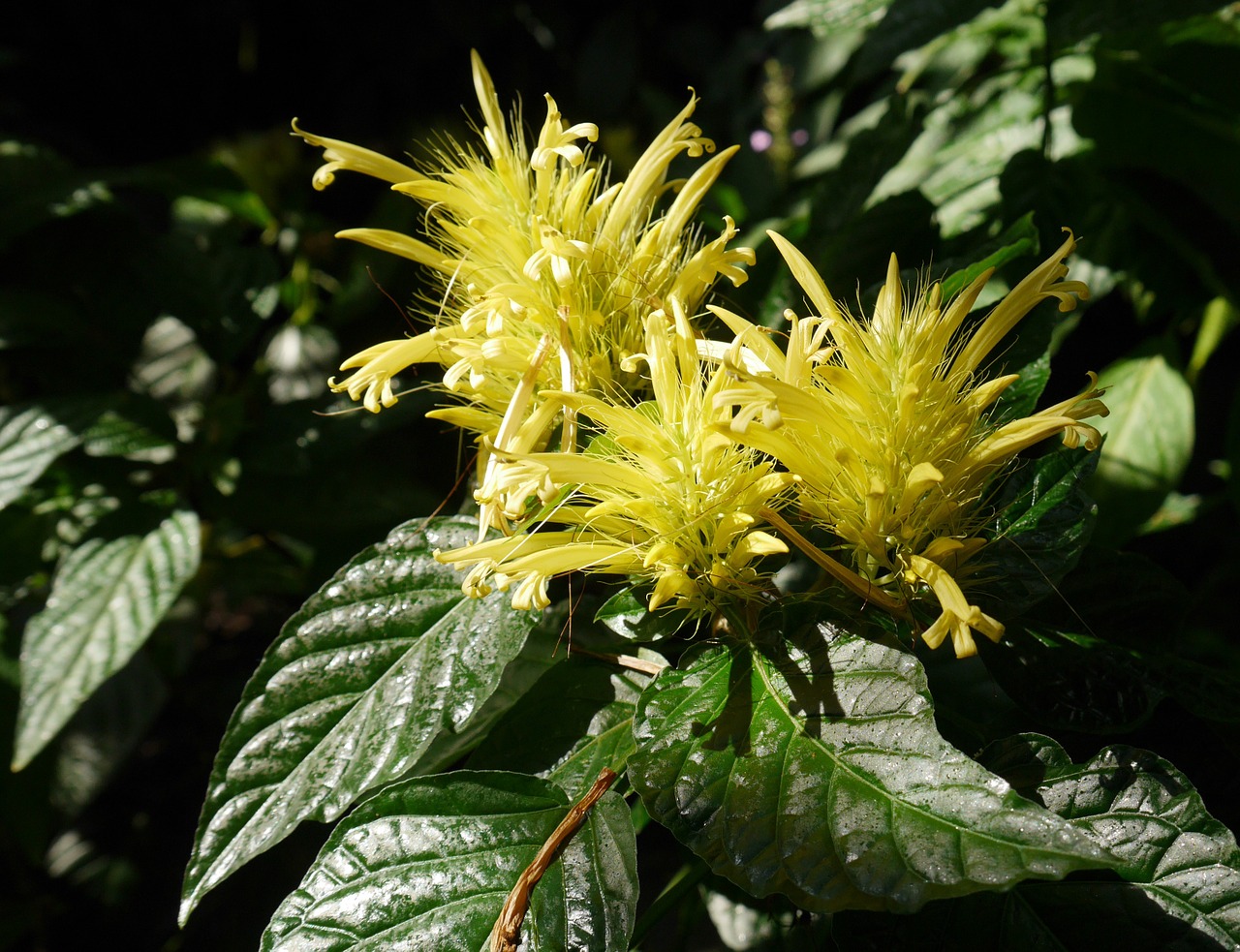 flower flowers yellow free photo