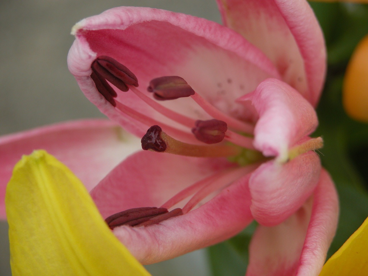 flower close up macro free photo