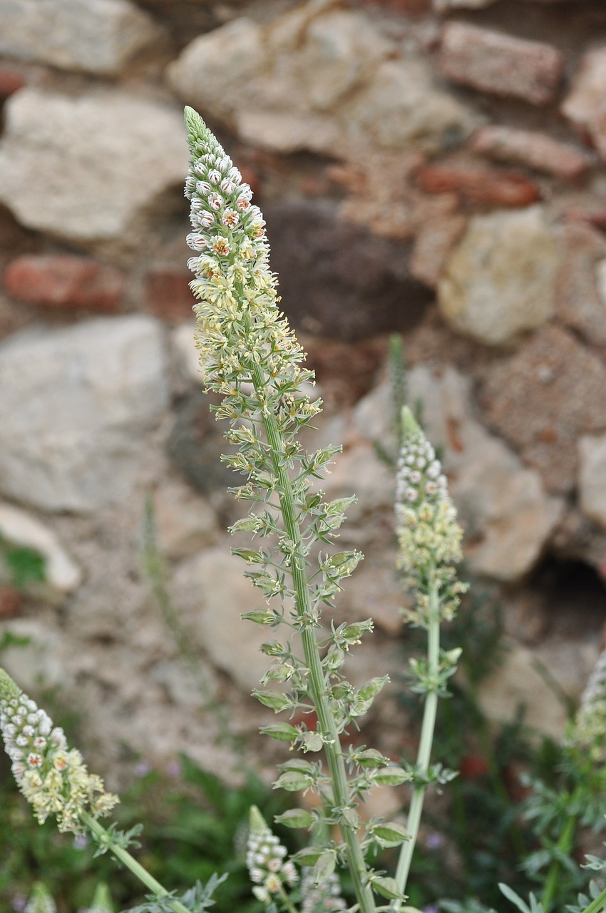 flower nature outdoor free photo