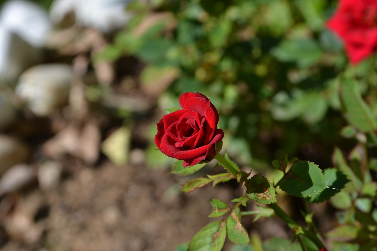 flower red rose rose free photo