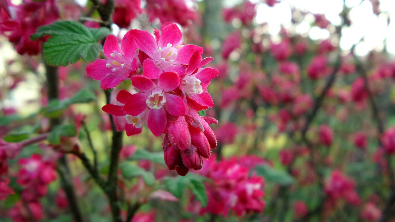 blossom bloom flowers free photo