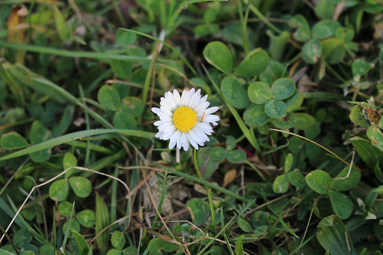 flower daisy close free photo