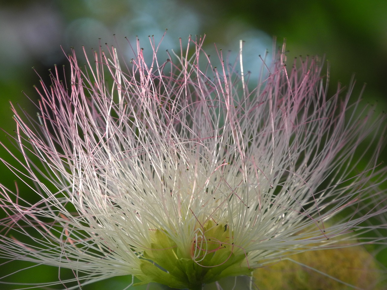 blossom bloom pink free photo