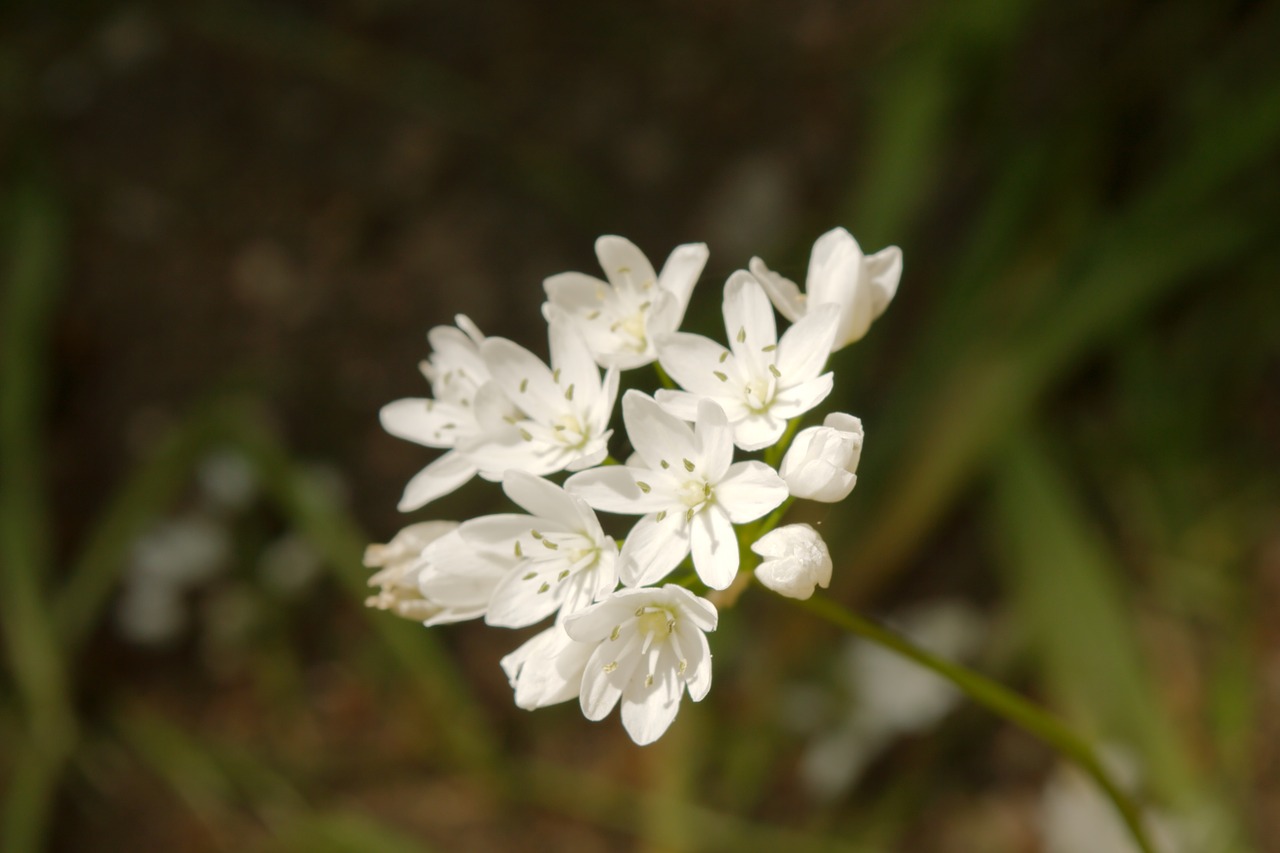 flower nature white free photo