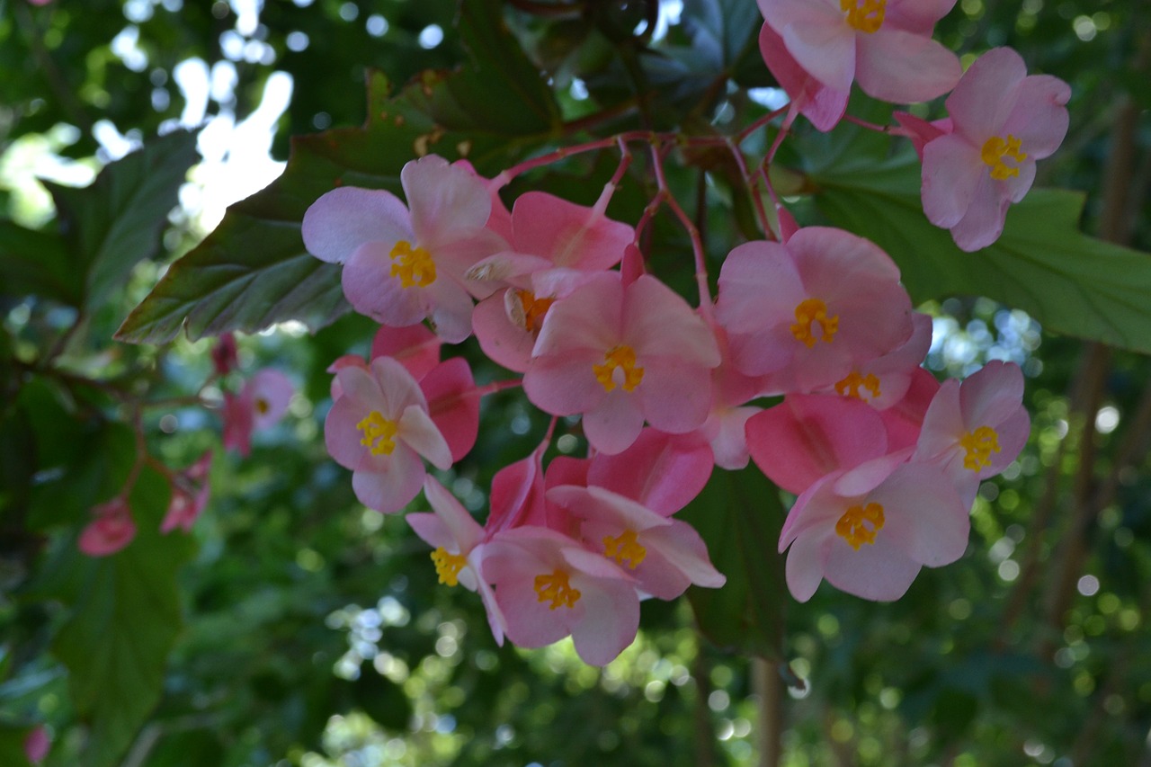 flower pink garden free photo