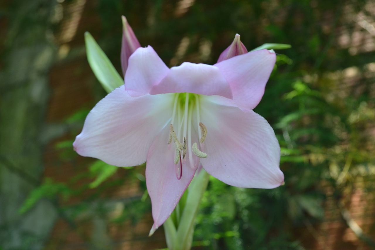 flower pink garden free photo