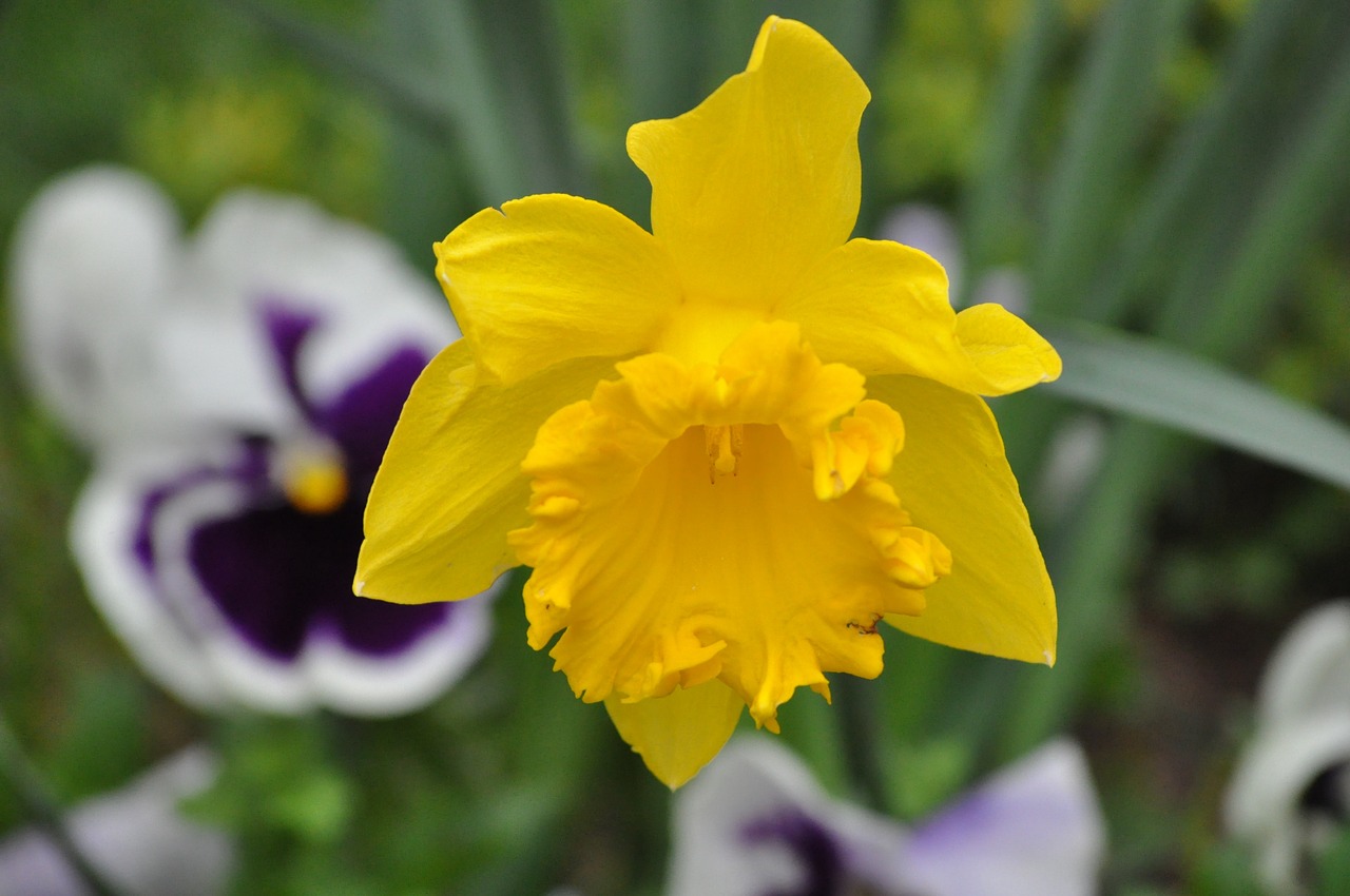 flower spring yellow free photo