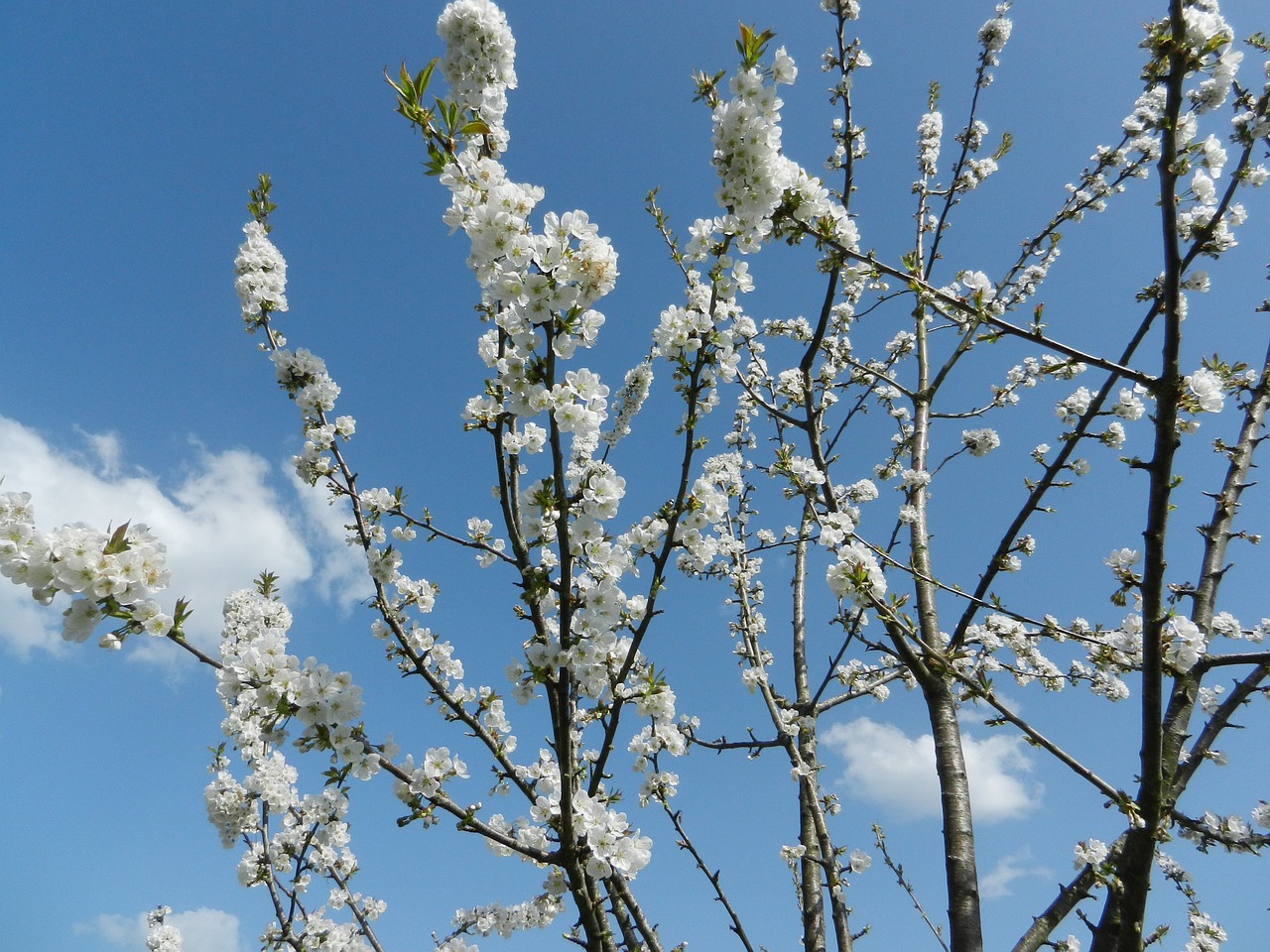 flower cherry tree free photo