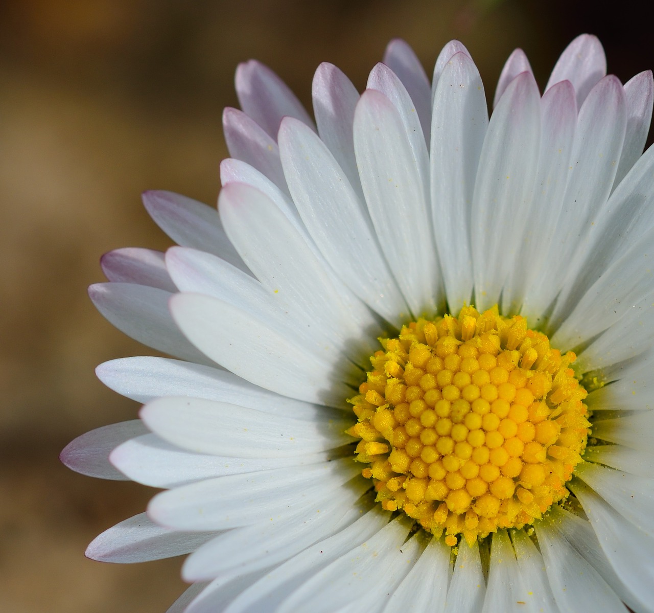 blossom bloom flower free photo