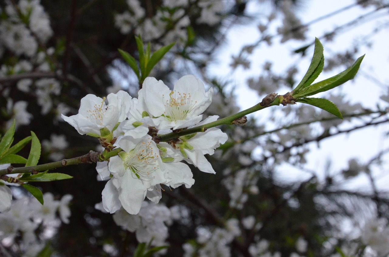 flower white blossom free photo