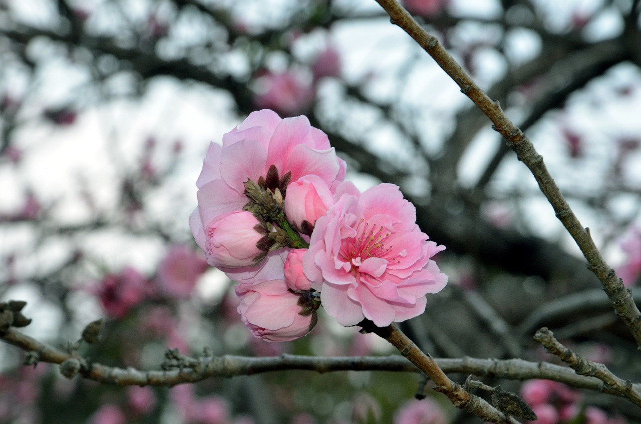 flower blossom bloom free photo