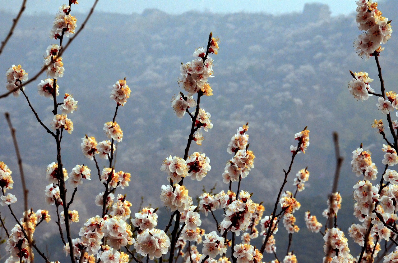 flower blossom bloom free photo