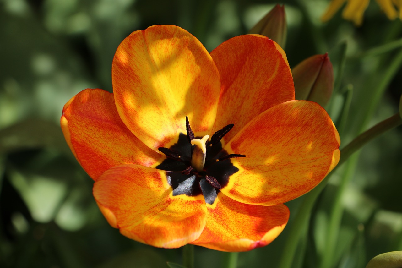 flower flower blossom orange yellow free photo