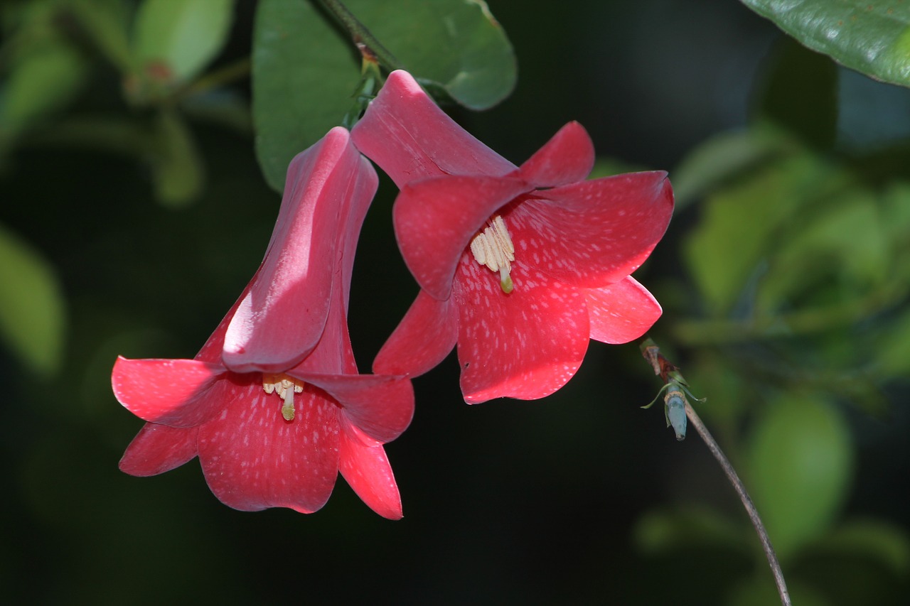 flower nature red free photo