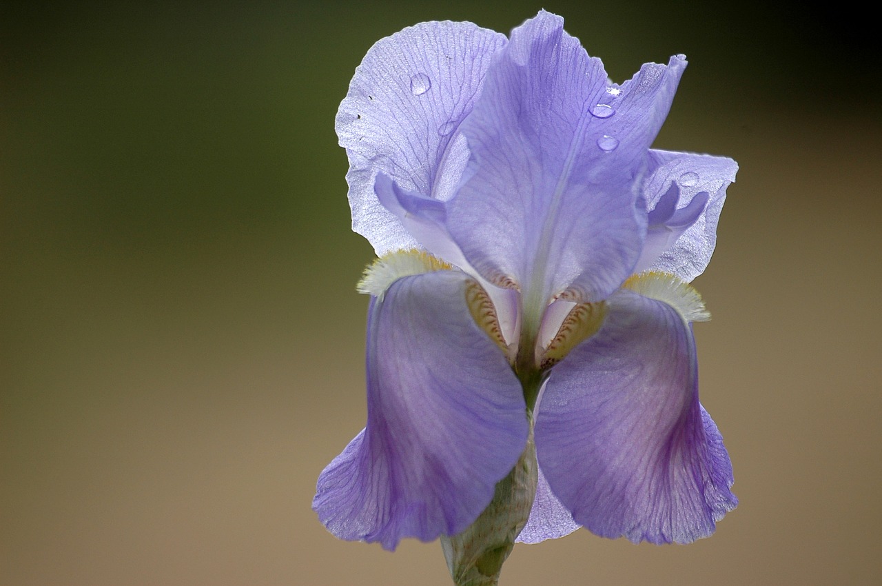 flower spring purple free photo