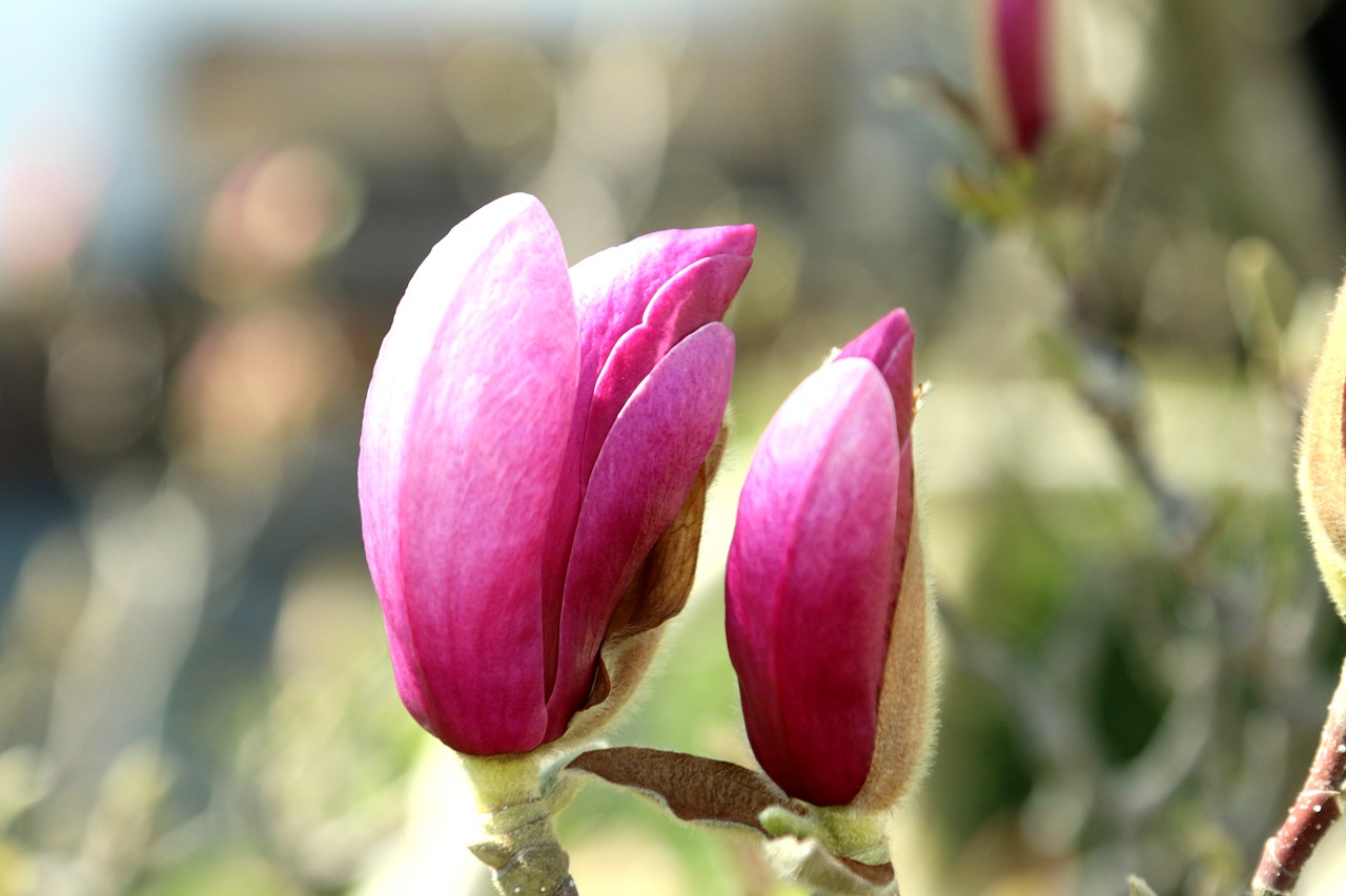 blossom bloom tree free photo