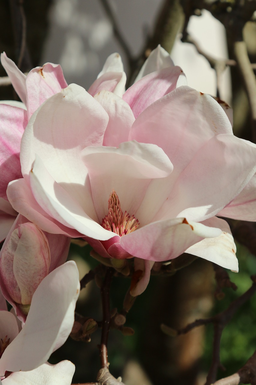 blossom bloom tree free photo