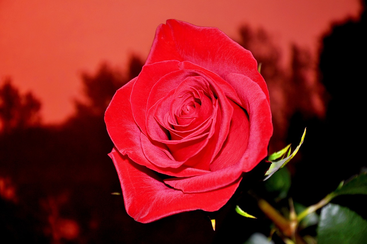 flower red rose free photo