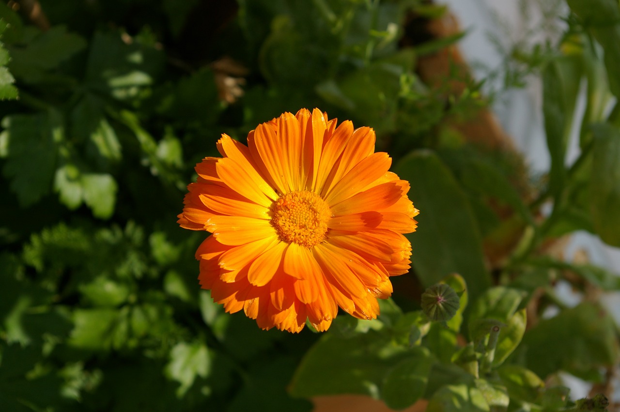 flower orange summer free photo