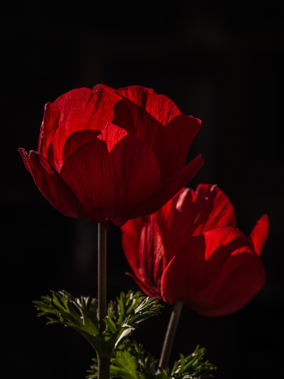 flower blossom bloom free photo