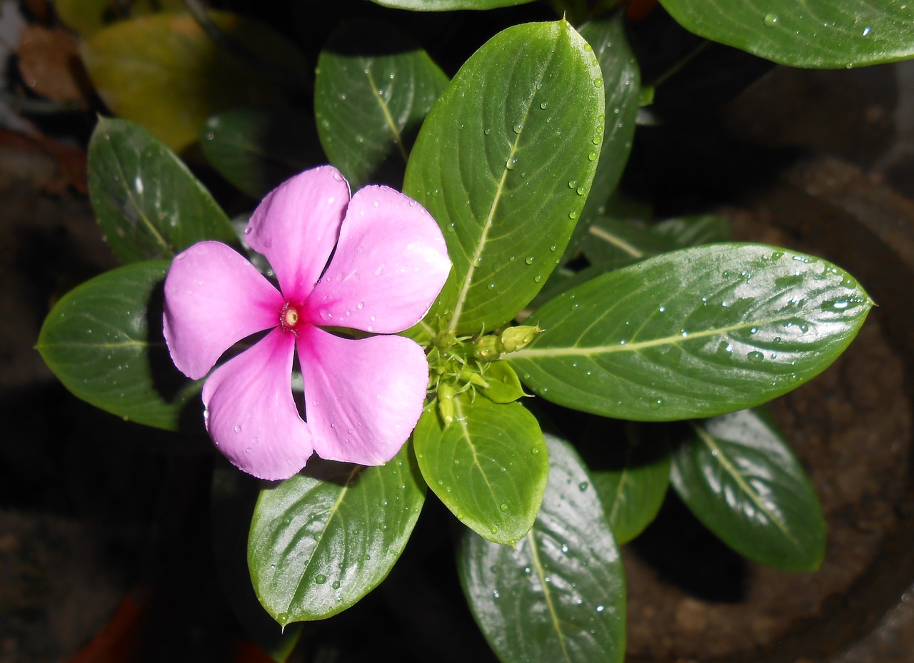 flower madagascar periwinkle nityakalyani free photo