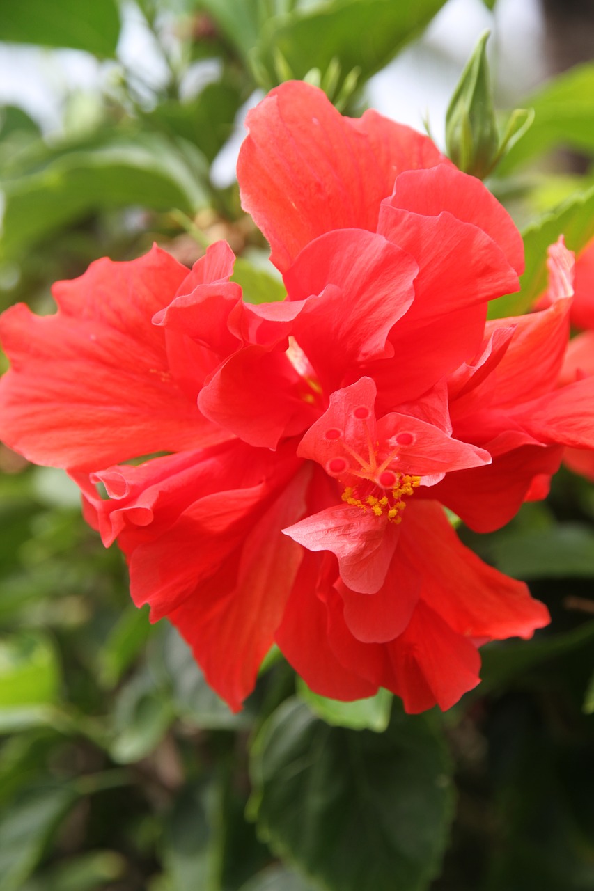 flower red plant free photo